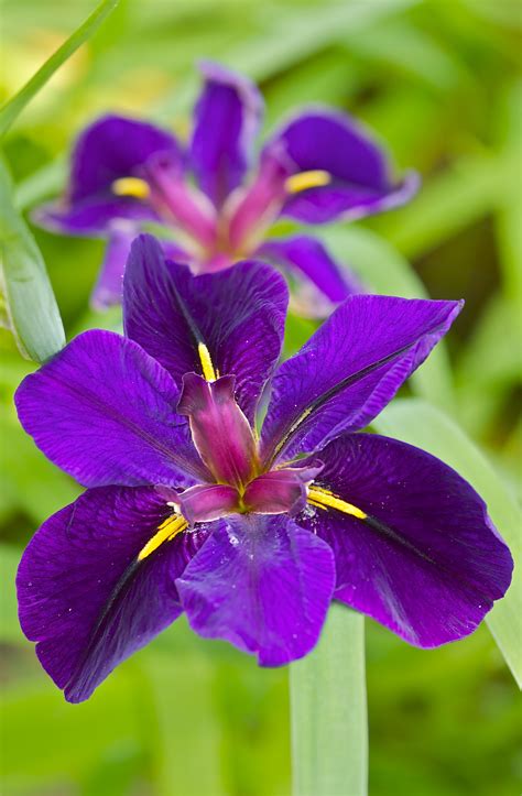 purple iris | Unusual flowers, Iris garden, Amazing flowers