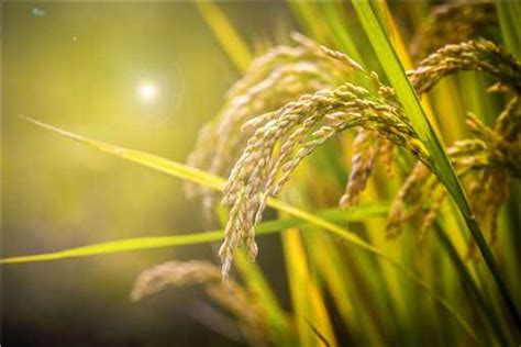 杂交水稻的发展过程，杂交水稻是转基因吗？