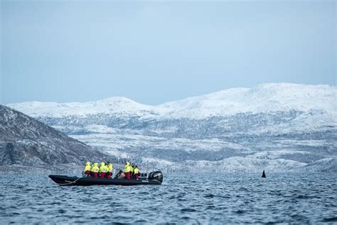Tromso Whale Safari by RIB 2024 - Viator