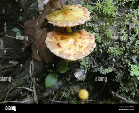 Chicken Fat Mushroom (Suillus americanus Stock Photo - Alamy