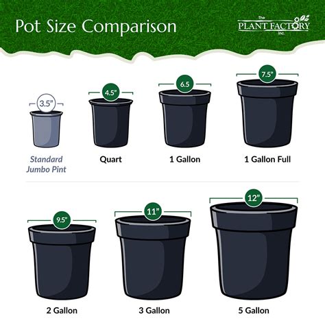 Pinky Winky Hydrangea Tree