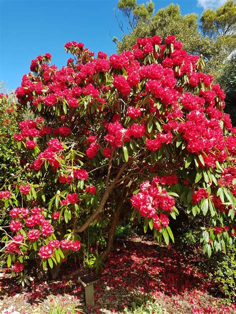 Rhododendron 'Kaponga' | Pukeiti