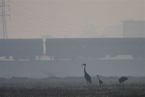 Climate change, disturbance to habitat are affecting the breeding ...