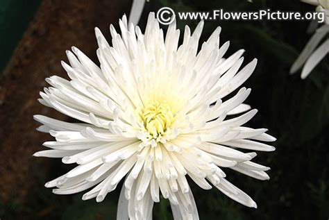 Flowers by Color-White
