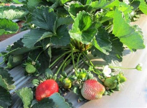 Camarosa Strawberry Plant,Camarosa Strawberry Plant Supplier