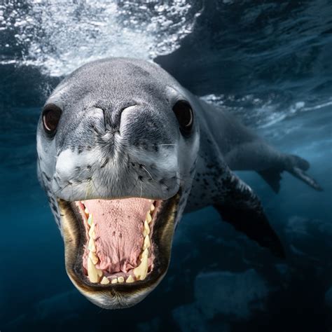 Are Leopard Seals Dangerous