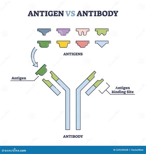 Antigen Vs Antibody with Medical Immune System Differences Outline ...