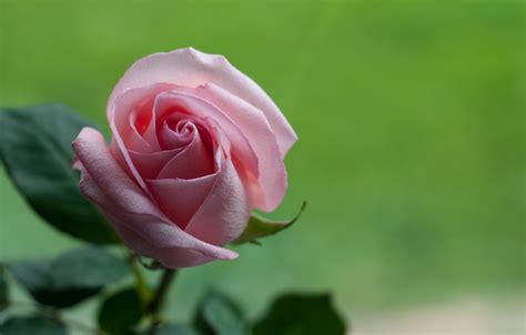 4K, Roses, Closeup, Pink color, HD Wallpaper | Rare Gallery