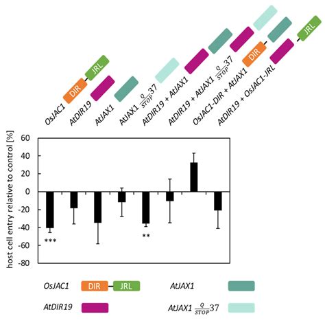 Pathogen Resistance Depending on Jacalin-Dirigent Chimeric Proteins Is ...