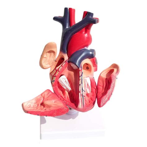 Buy Anatomical Heart Model - Visceral Anatomy B Super Color Ultrasound ...