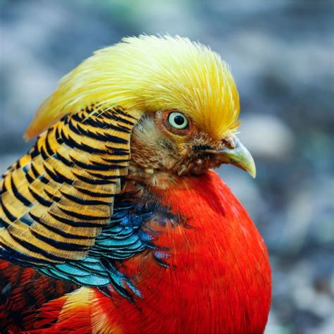 25+ Fabulous Birds With Mohawks (Inc. Awesome Photos)