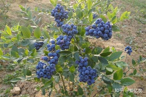 蓝莓的种植方法 - 知乎