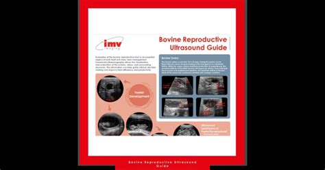 Free Download: Bovine Reproduction Ultrasound Guide - IMV Technologies ...
