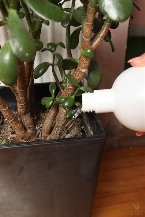 Here's How I Raise My Soil's pH (10 Easy Ways)