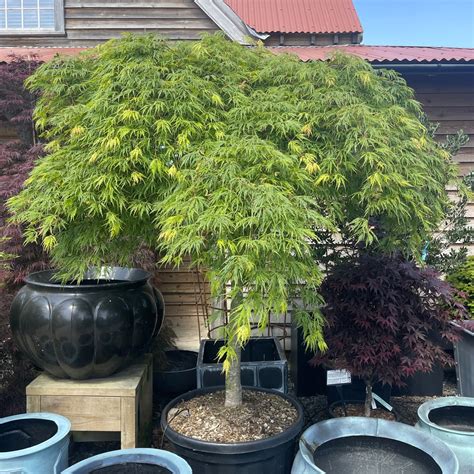 Acer palmatum ‘Dissectum Viridis’ – Architectural Plants