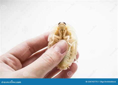 Archimandrita Tesselata is One of the Species of South American Cockroaches of the Genus ...