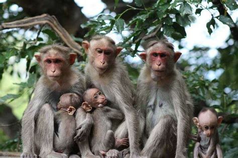 Wildlife Sanctuaries In Kerala : 22 Must-Visit Parks For Nature ...