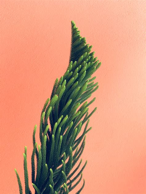 Download wallpaper 3024x4032 plant, needles, branches, minimalism, wall ...