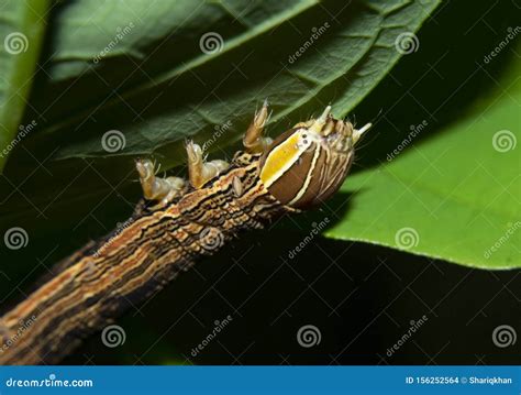 Hawk Moth Caterpillar or Larva Head and Front Legs Stock Photo - Image ...