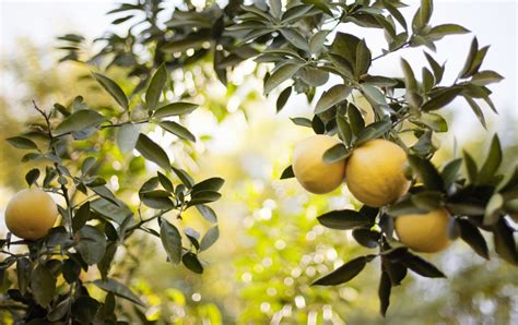 Buy Local Products 的图像结果