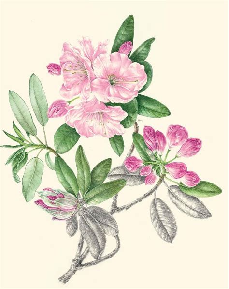 botanical illustration from chelsea physic garden