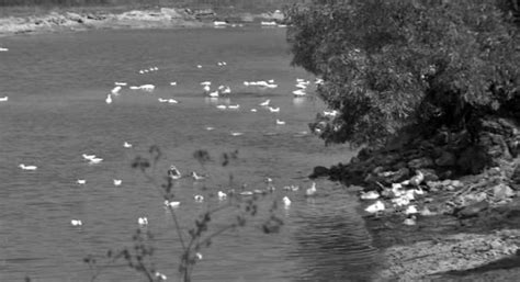 Image result for Python Eats Duck