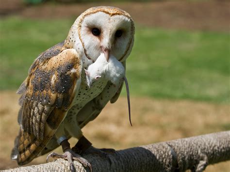 What Kills Owls