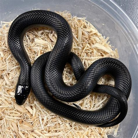 Mexican Black Kingsnake by Palm Beach Colubrids - MorphMarket