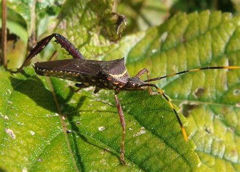 Image result for Bug Exploding