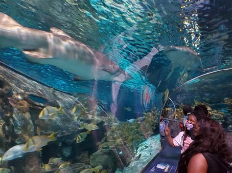 Ripley's Aquarium of the Smokies (Gatlinburg) - 2020 What to Know ...