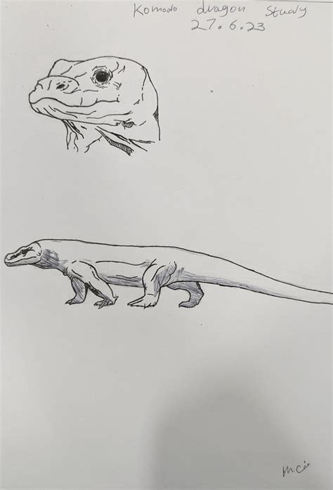 Komodo Dragon Drawing Step Step How To Draw A Komodo Dragon (Reptiles)