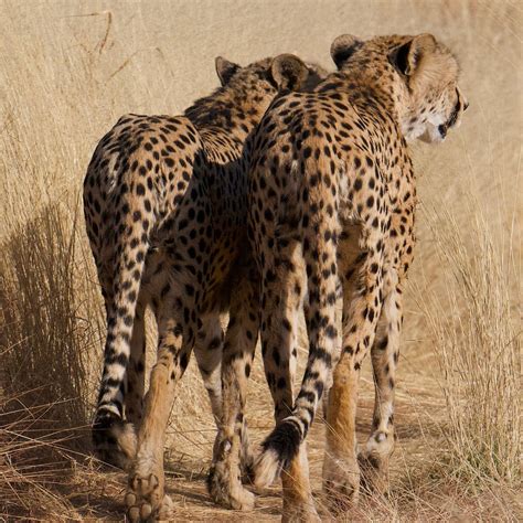 NAANKUSE WILDLIFE SANCTUARY (2025) All You Need to Know BEFORE You Go ...