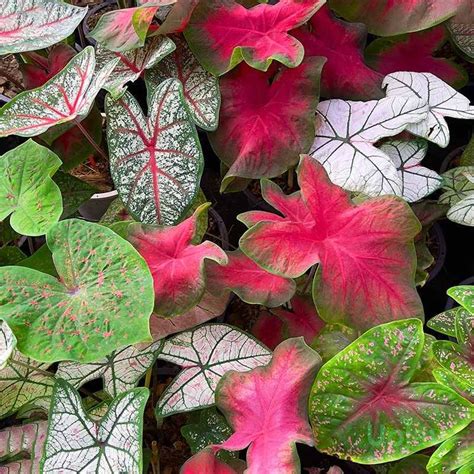 Mix Caladium Plant Supplier from Kalimpong