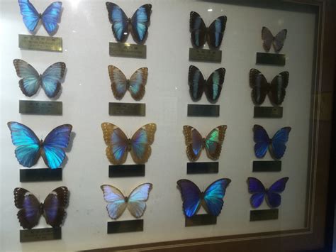 上海昆虫博物馆地址+门票+开放时间_旅泊网