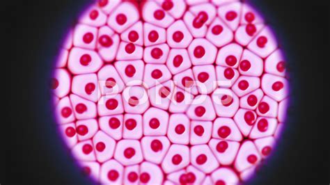 Cool Cells Under A Microscope