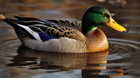 Image result for Animals Using Sign Language