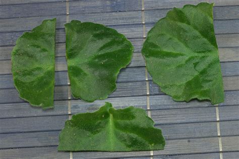 Saintpaulia ionantha