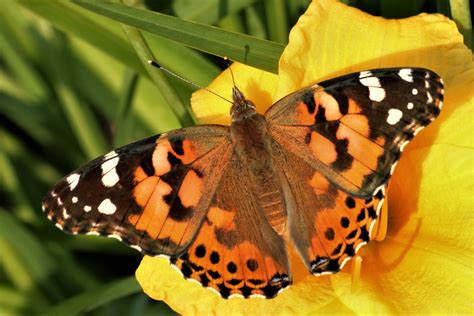 American Lady Butterfly Close-up Free Stock Photo - Public Domain Pictures