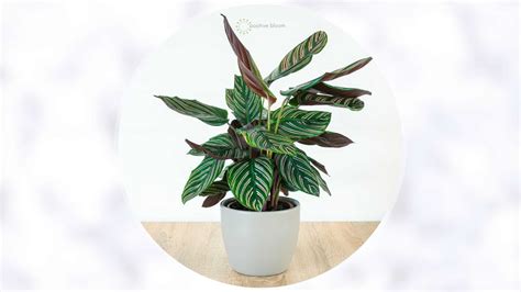 How To Grow & Take Care Of The Calathea Prayer Plant