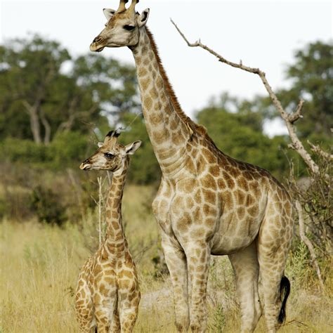 Pictures Of Giraffes Habitat