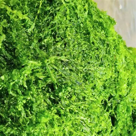 Ulva Lactuca (Sea Lettuce) - Seaweed - Kim Minh Agrowaste