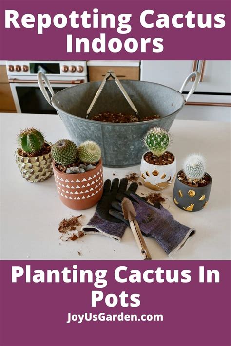 How to Repot Aloe Vera: A Guide to Repotting an Aloe Vera Plant