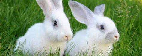 描写小白兔外貌的句子 如何表达小白兔外貌_知秀网