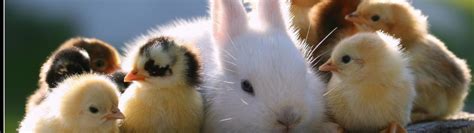 Image result for Springtime Animals