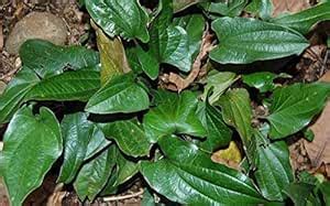 Royal Paradise Garden Rare Arogyapacha Tribal Herb Trichopus zeylanicus ...