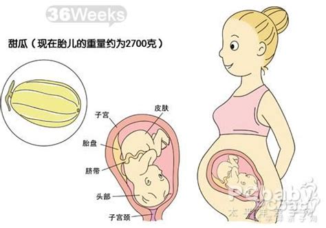 怀孕九个月胎儿发育过程图_怀孕九个月胎儿发育过程图_孕妇常识_怀孕_太平洋亲子网
