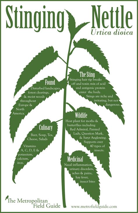 9 health benefits of stinging nettle nutrition side effects – Artofit
