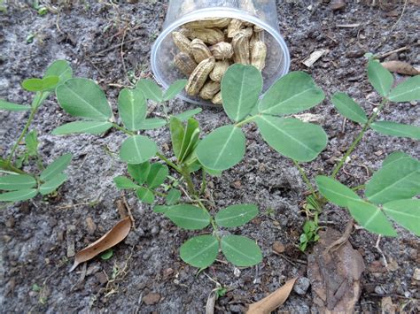How Do Peanuts Grow