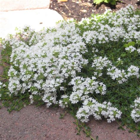Thymus serpyllum var. 'albus' Thyme Creeping White | Buy Herb Plants