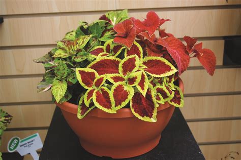 Coleus Wizard® Mix | W.H. Perron